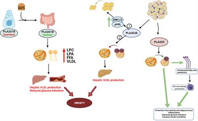 Secretory Phospholipase A2s in Insulin Resistance and Metabolism